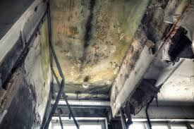 Why You Should Choose Our Mold Remediation Services in Kronenwetter, WI